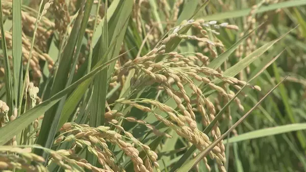 「倉庫には“大量のコメ” 抱える在庫は例年の約2倍｢新米が出るまでになくしたい｣ 中東情勢の影響で袋は入りづらく」の画像