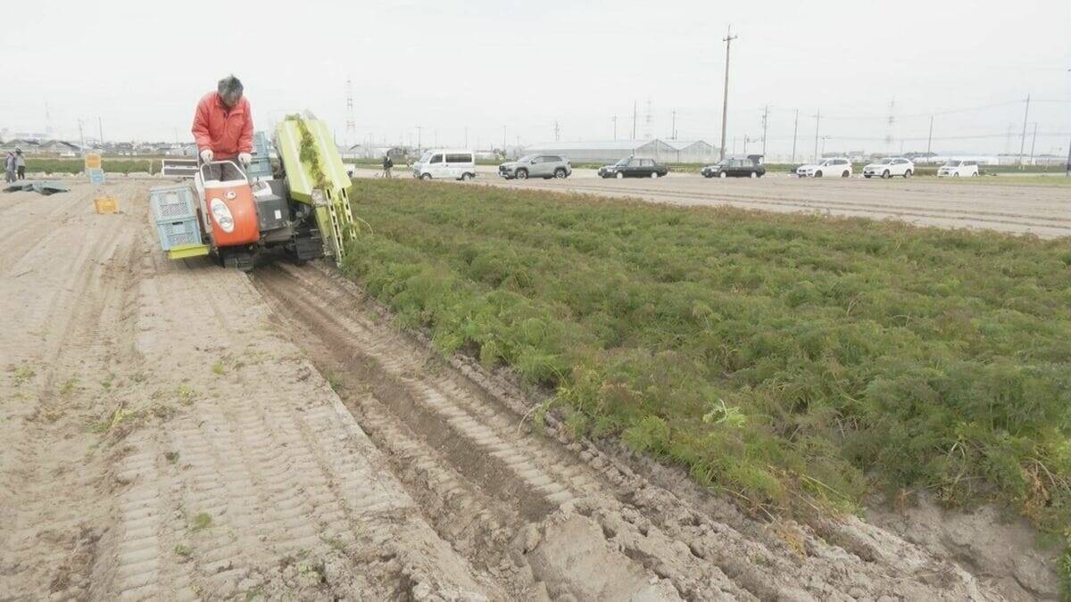 愛知･碧南市のブランド人参｢へきなん美人｣ 収穫最盛期 甘み強く独特の臭みが少ないのが特長
