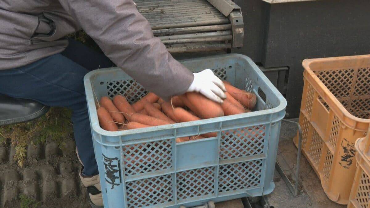 愛知･碧南市のブランド人参｢へきなん美人｣ 収穫最盛期 甘み強く独特の臭みが少ないのが特長