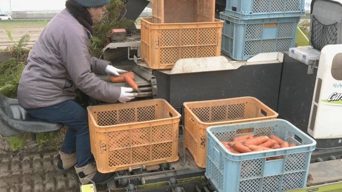 愛知･碧南市のブランド人参｢へきなん美人｣ 収穫最盛期 甘み強く独特の臭みが少ないのが特長