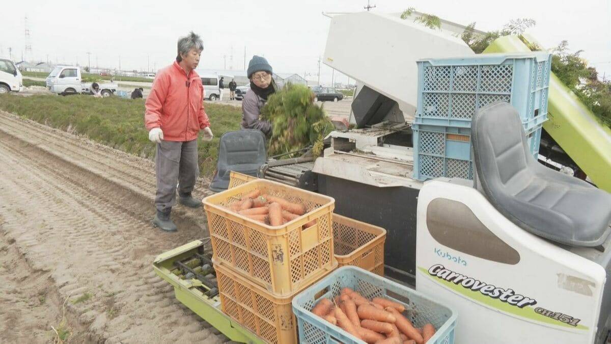 愛知･碧南市のブランド人参｢へきなん美人｣ 収穫最盛期 甘み強く独特の臭みが少ないのが特長