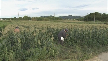 6月上旬の台風で一度倒れても…｢よく頑張ってくれた｣ トウモロコシの収穫始まる 愛知･田原市
