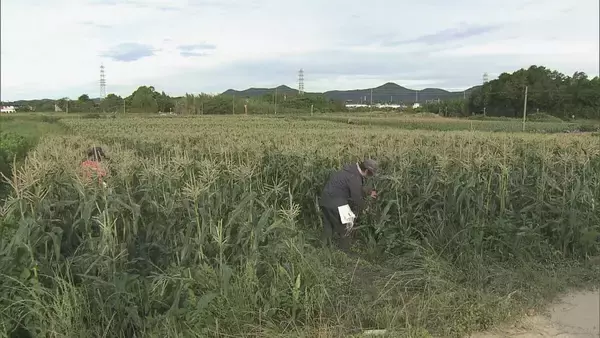 6月上旬の台風で一度倒れても…｢よく頑張ってくれた｣ トウモロコシの収穫始まる 愛知･田原市