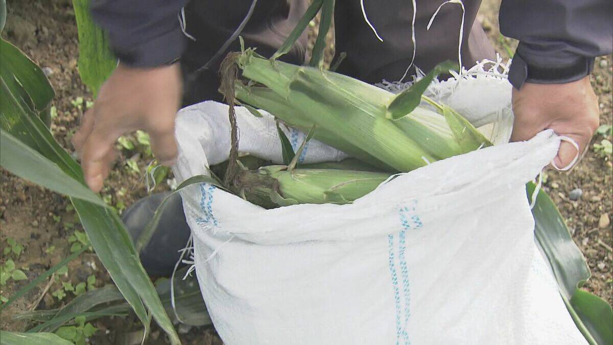 6月上旬の台風で一度倒れても…｢よく頑張ってくれた｣ トウモロコシの収穫始まる 愛知･田原市