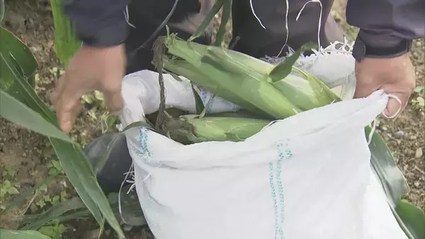 「6月上旬の台風で一度倒れても…｢よく頑張ってくれた｣ トウモロコシの収穫始まる 愛知･田原市」の画像