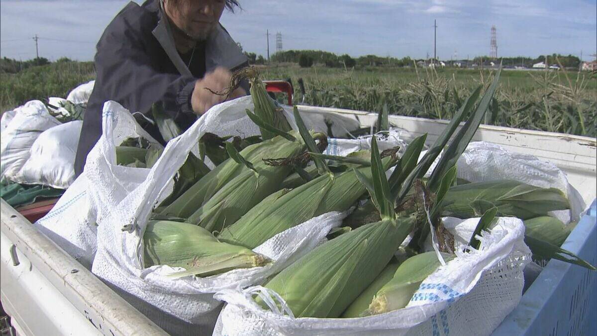 6月上旬の台風で一度倒れても…｢よく頑張ってくれた｣ トウモロコシの収穫始まる 愛知･田原市