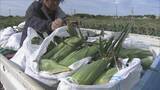 「6月上旬の台風で一度倒れても…｢よく頑張ってくれた｣ トウモロコシの収穫始まる 愛知･田原市」の画像4