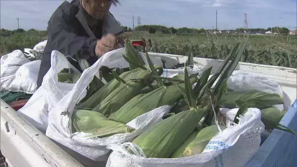 「6月上旬の台風で一度倒れても…｢よく頑張ってくれた｣ トウモロコシの収穫始まる 愛知･田原市」の画像