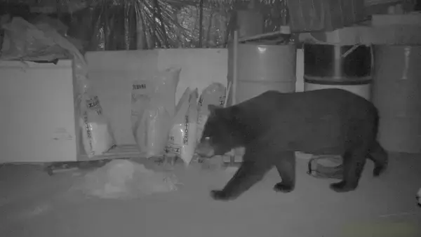 ｢米ぬか｣の味を覚えて繰り返し訪れたクマ  捕獲されたのは体長142センチ体重130キロのオスのツキノワグマ  岐阜･中津川市では男子高校生が襲われる被害も 警戒いつまで？