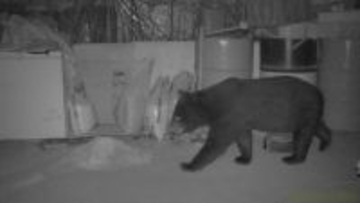 ｢米ぬか｣の味を覚えて繰り返し訪れたクマ  捕獲されたのは体長142センチ体重130キロのオスのツキノワグマ  岐阜･中津川市では男子高校生が襲われる被害も 警戒いつまで？