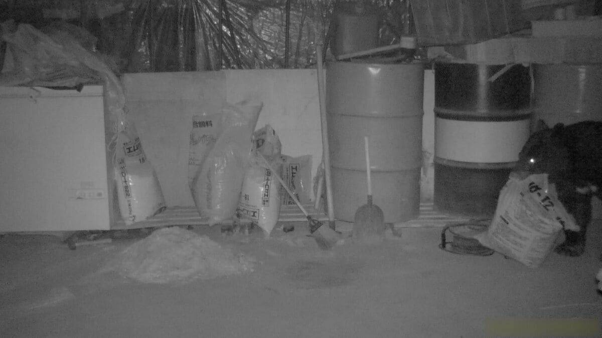 ｢米ぬか｣の味を覚えて繰り返し訪れたクマ  捕獲されたのは体長142センチ体重130キロのオスのツキノワグマ  岐阜･中津川市では男子高校生が襲われる被害も 警戒いつまで？