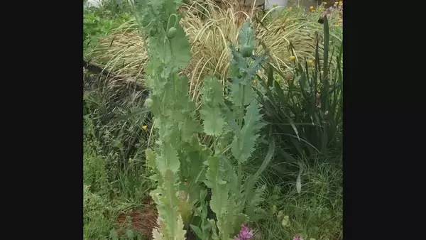 栽培が禁止されている「ケシ」を販売 JAあいち中央の直売所 愛知県「購入者は自分で処分せずに」回収を呼びかけ