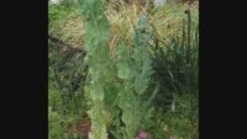 栽培が禁止されている「ケシ」を販売 JAあいち中央の直売所 愛知県「購入者は自分で処分せずに」回収を呼びかけ