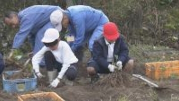 もっちりとした粘りと濃厚な味が特徴の山芋 伊勢市の伝統野菜｢横輪いも｣ 小学生が収穫体験  収穫後はすりおろして伊勢うどんに 三重