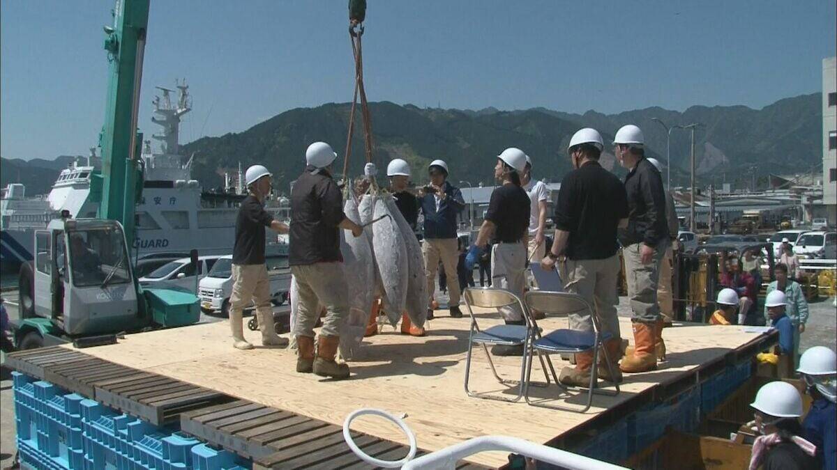 ｢海外の船には補給できない｣ 燃料補給を拒否されることも… 重油高騰で燃料費3倍に 三重･尾鷲の遠洋マグロ漁船が悲鳴