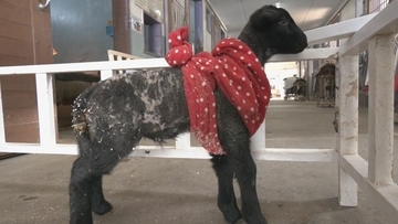 “牧歌の里”で羊のベビーラッシュ お乳を飲んですくすく成長 ｢小さくて可愛いかった｣ 愛らしい仕草や柔らかい感触で訪れた人を魅了 岐阜･郡上市