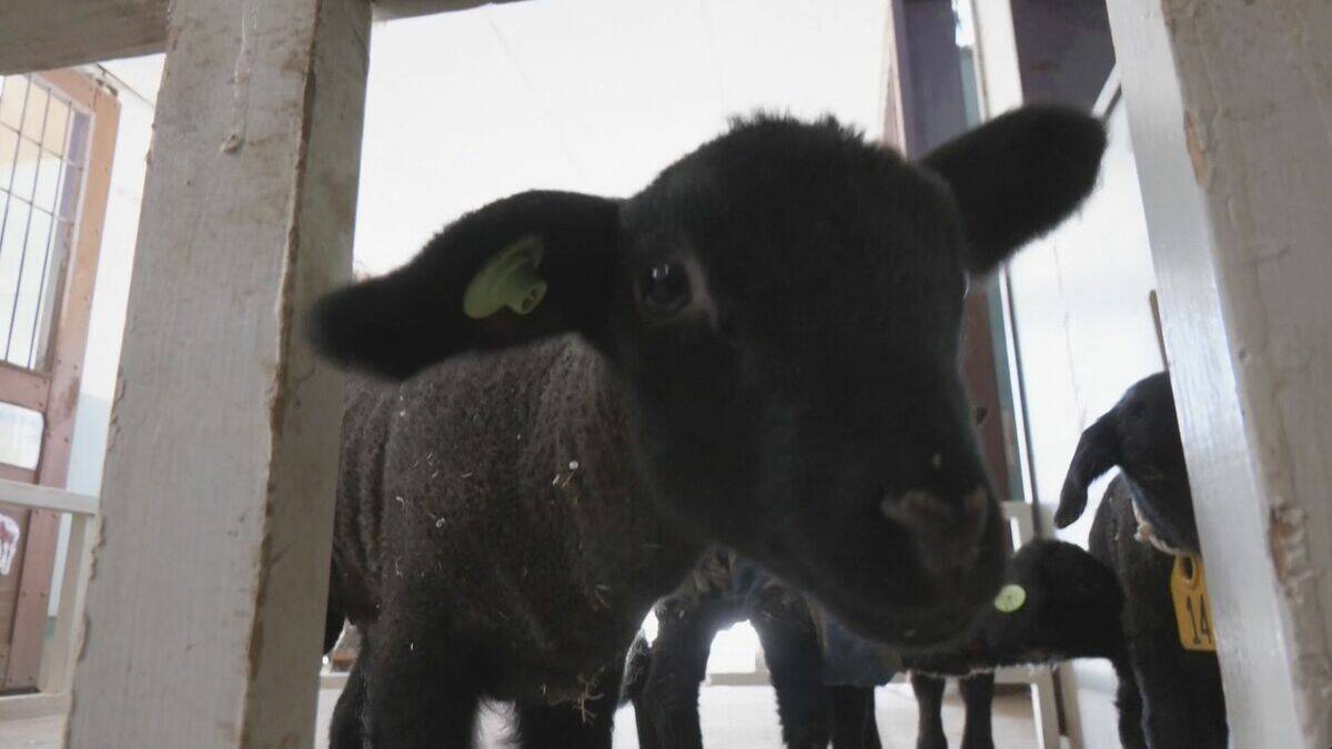 “牧歌の里”で羊のベビーラッシュ お乳を飲んですくすく成長 ｢小さくて可愛いかった｣ 愛らしい仕草や柔らかい感触で訪れた人を魅了 岐阜･郡上市