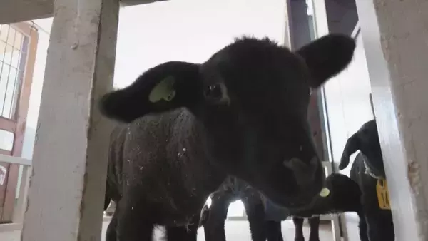 「“牧歌の里”で羊のベビーラッシュ お乳を飲んですくすく成長 ｢小さくて可愛いかった｣ 愛らしい仕草や柔らかい感触で訪れた人を魅了 岐阜･郡上市」の画像