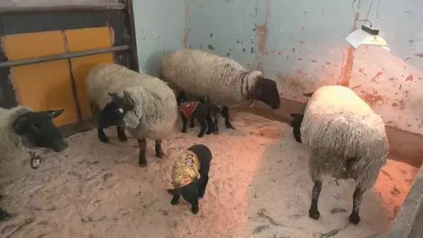 「“牧歌の里”で羊のベビーラッシュ お乳を飲んですくすく成長 ｢小さくて可愛いかった｣ 愛らしい仕草や柔らかい感触で訪れた人を魅了 岐阜･郡上市」の画像