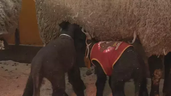 「“牧歌の里”で羊のベビーラッシュ お乳を飲んですくすく成長 ｢小さくて可愛いかった｣ 愛らしい仕草や柔らかい感触で訪れた人を魅了 岐阜･郡上市」の画像