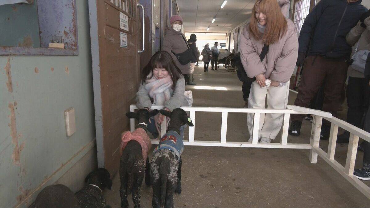 “牧歌の里”で羊のベビーラッシュ お乳を飲んですくすく成長 ｢小さくて可愛いかった｣ 愛らしい仕草や柔らかい感触で訪れた人を魅了 岐阜･郡上市