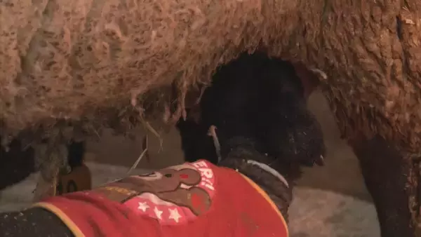 「“牧歌の里”で羊のベビーラッシュ お乳を飲んですくすく成長 ｢小さくて可愛いかった｣ 愛らしい仕草や柔らかい感触で訪れた人を魅了 岐阜･郡上市」の画像