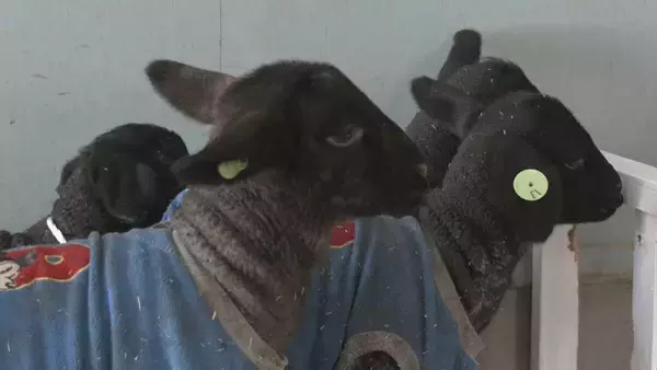 「“牧歌の里”で羊のベビーラッシュ お乳を飲んですくすく成長 ｢小さくて可愛いかった｣ 愛らしい仕草や柔らかい感触で訪れた人を魅了 岐阜･郡上市」の画像