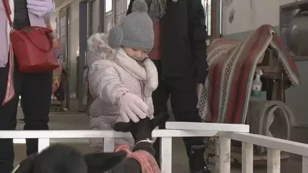 「“牧歌の里”で羊のベビーラッシュ お乳を飲んですくすく成長 ｢小さくて可愛いかった｣ 愛らしい仕草や柔らかい感触で訪れた人を魅了 岐阜･郡上市」の画像