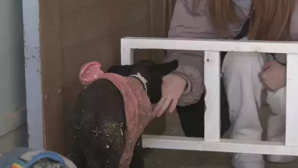 「“牧歌の里”で羊のベビーラッシュ お乳を飲んですくすく成長 ｢小さくて可愛いかった｣ 愛らしい仕草や柔らかい感触で訪れた人を魅了 岐阜･郡上市」の画像