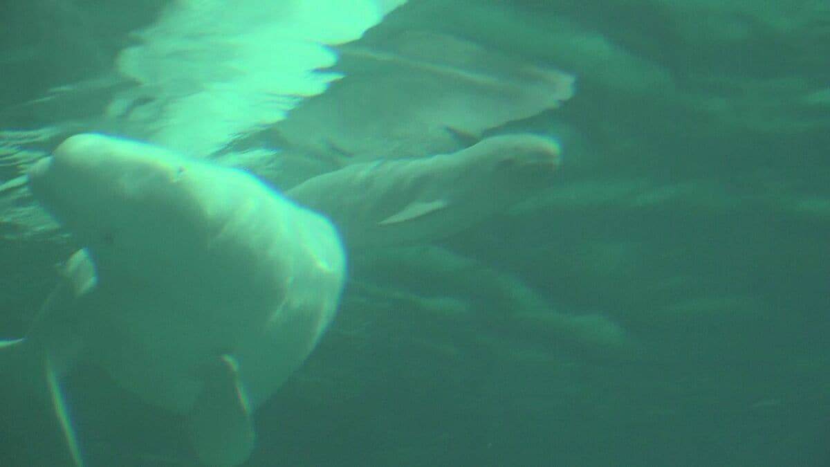 ｢ベルーガ｣の赤ちゃん誕生 お母さんにぴったり寄り添って… 水族館で生まれたベルーガの出産成功は国内初 体長推定155センチのオス 名古屋港水族館