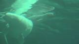 「｢ベルーガ｣の赤ちゃん誕生 お母さんにぴったり寄り添って… 水族館で生まれたベルーガの出産成功は国内初 体長推定155センチのオス 名古屋港水族館」の画像2