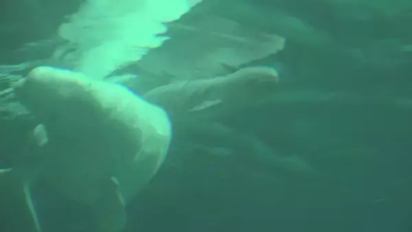 「｢ベルーガ｣の赤ちゃん誕生 お母さんにぴったり寄り添って… 水族館で生まれたベルーガの出産成功は国内初 体長推定155センチのオス 名古屋港水族館」の画像