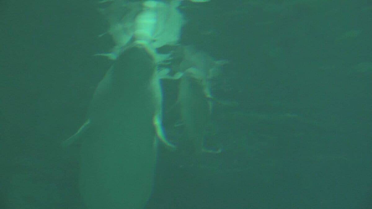 ｢ベルーガ｣の赤ちゃん誕生 お母さんにぴったり寄り添って… 水族館で生まれたベルーガの出産成功は国内初 体長推定155センチのオス 名古屋港水族館