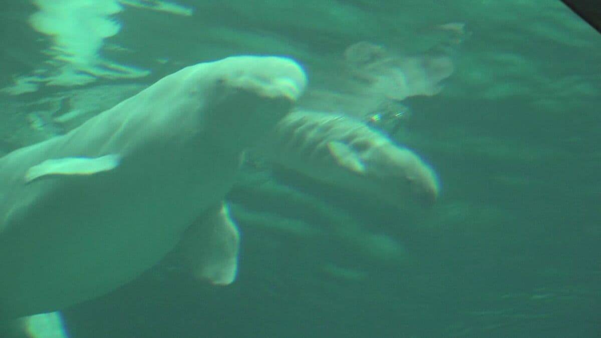 ｢ベルーガ｣の赤ちゃん誕生 お母さんにぴったり寄り添って… 水族館で生まれたベルーガの出産成功は国内初 体長推定155センチのオス 名古屋港水族館