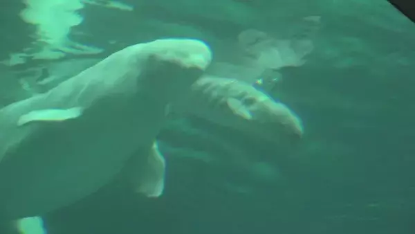 「｢ベルーガ｣の赤ちゃん誕生 お母さんにぴったり寄り添って… 水族館で生まれたベルーガの出産成功は国内初 体長推定155センチのオス 名古屋港水族館」の画像