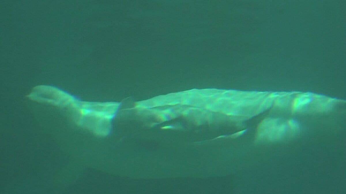 ｢ベルーガ｣の赤ちゃん誕生 お母さんにぴったり寄り添って… 水族館で生まれたベルーガの出産成功は国内初 体長推定155センチのオス 名古屋港水族館