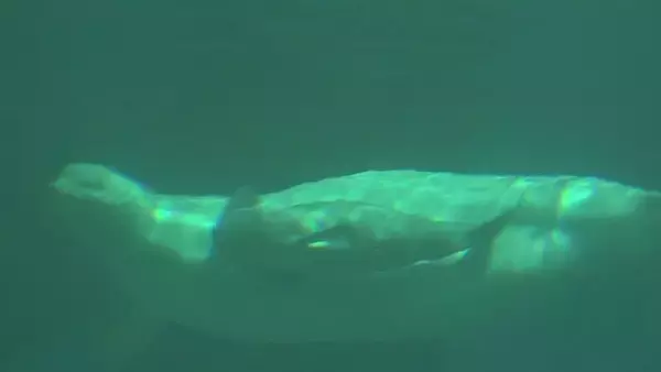 「｢ベルーガ｣の赤ちゃん誕生 お母さんにぴったり寄り添って… 水族館で生まれたベルーガの出産成功は国内初 体長推定155センチのオス 名古屋港水族館」の画像