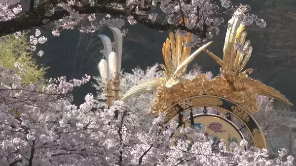 「桜満開 春の高山祭始まる ｢素敵な日に来られて幸せ…｣ 青空のもと12台の絢爛豪華な屋台が曳そろえられる 岐阜」の画像
