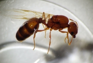 強毒持つ特定外来生物「アカカミアリ」女王アリ 愛知県で初確認 コンテナヤード塗装の継ぎ目に働きアリ500匹 巣作ったか