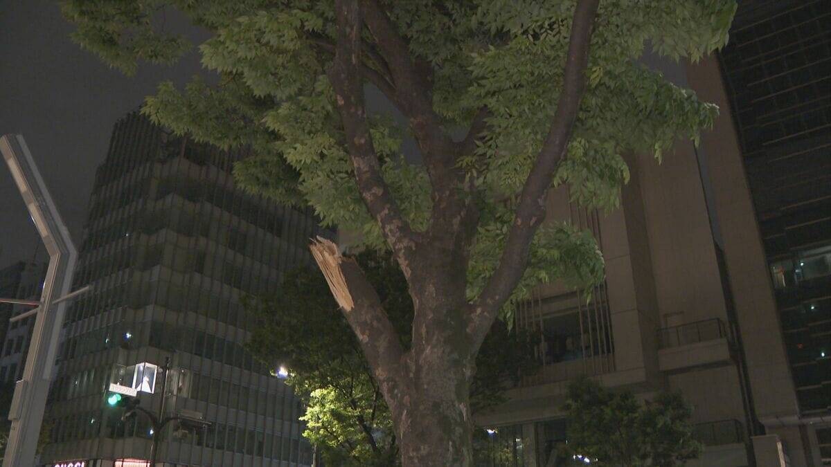 名古屋・栄で街路樹の枝が折れる 長さ５メートル以上 けが人なし 付近では先月も街路樹が倒木
