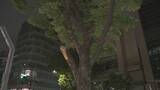 「名古屋・栄で街路樹の枝が折れる 長さ５メートル以上 けが人なし 付近では先月も街路樹が倒木」の画像2