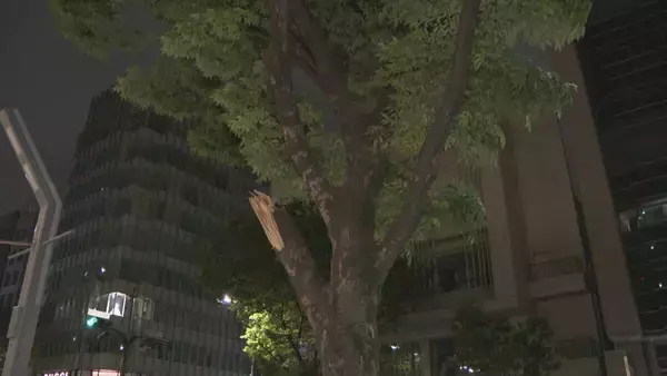 「名古屋・栄で街路樹の枝が折れる 長さ５メートル以上 けが人なし 付近では先月も街路樹が倒木」の画像