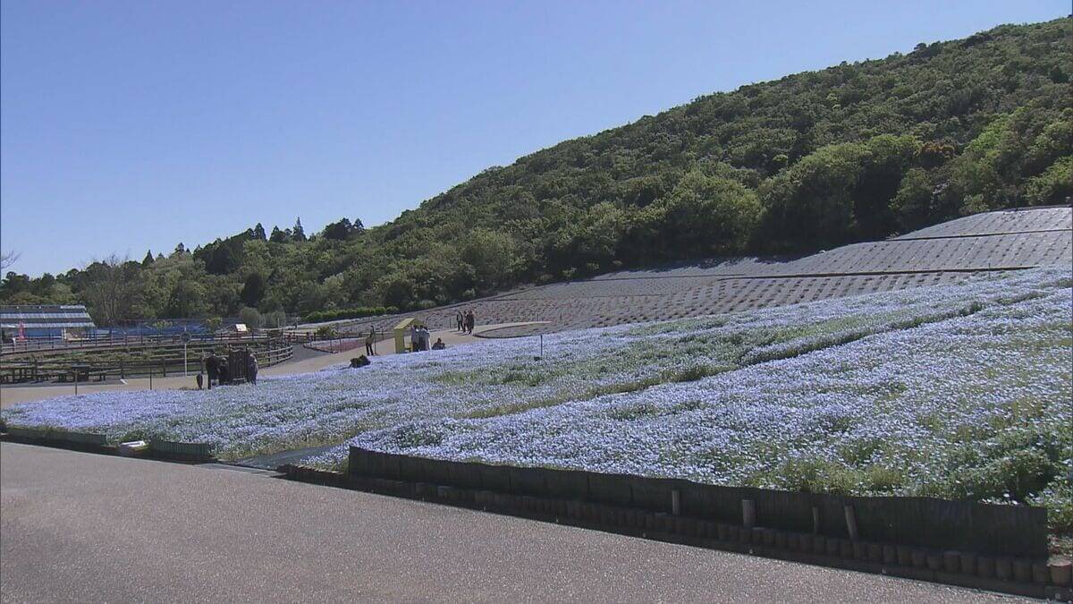 まるで“青のじゅうたん” 三重の志摩市観光農園で約30万株のネモフィラが見ごろに 楽しめるのは5月上旬まで