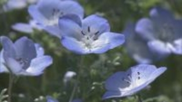 まるで“青のじゅうたん” 三重の志摩市観光農園で約30万株のネモフィラが見ごろに 楽しめるのは5月上旬まで