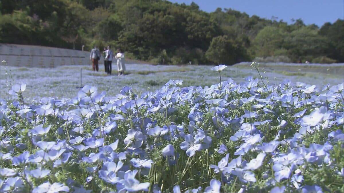 まるで“青のじゅうたん” 三重の志摩市観光農園で約30万株のネモフィラが見ごろに 楽しめるのは5月上旬まで