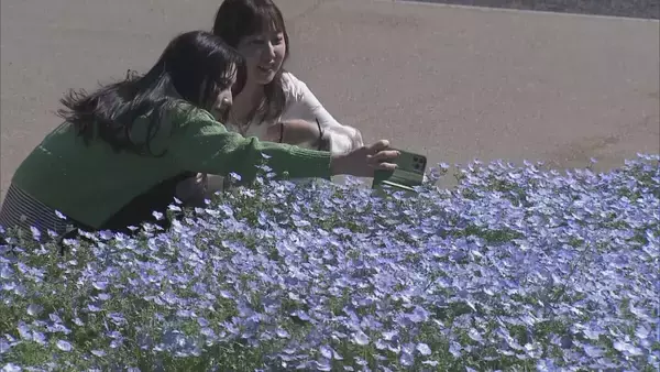 「まるで“青のじゅうたん” 三重の志摩市観光農園で約30万株のネモフィラが見ごろに 楽しめるのは5月上旬まで」の画像