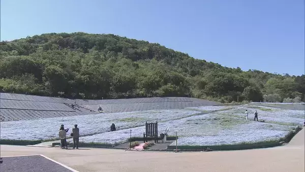 「まるで“青のじゅうたん” 三重の志摩市観光農園で約30万株のネモフィラが見ごろに 楽しめるのは5月上旬まで」の画像