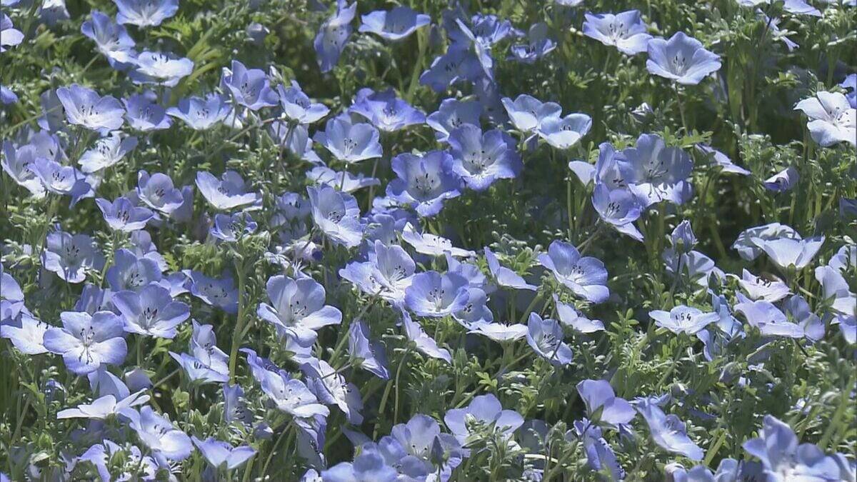 まるで“青のじゅうたん” 三重の志摩市観光農園で約30万株のネモフィラが見ごろに 楽しめるのは5月上旬まで