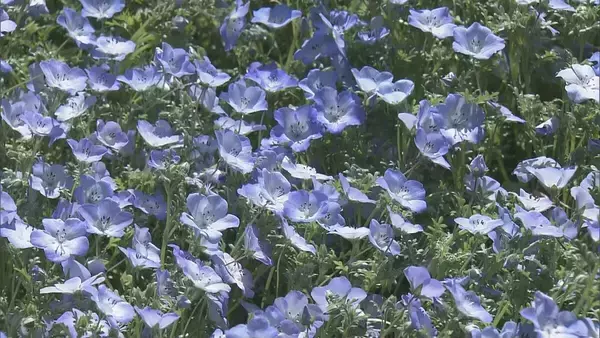「まるで“青のじゅうたん” 三重の志摩市観光農園で約30万株のネモフィラが見ごろに 楽しめるのは5月上旬まで」の画像