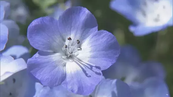 「まるで“青のじゅうたん” 三重の志摩市観光農園で約30万株のネモフィラが見ごろに 楽しめるのは5月上旬まで」の画像